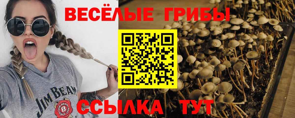 Полысаево  Галлюциногенные грибы MAGIC MUSHROOMS  Вход с VPN  Псилоцибиновые грибы Cubensis 